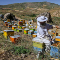 هشدار به زنبورداران / احتمال وجود آفت قرنطینه ای در زنبورستان های کشور