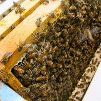 بررسی قوانین حمایت از حقوق زنبور عسل در کشور نیوزلند