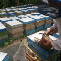 صنعت زنبورداری ایران نیازمند مطالبه گری است و از بیماری سکوت و بی تفاوتی رنج می برد