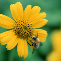 زنبورهای عسل چطور می فهمند که کدام گل ها گرده دارند؟