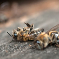 آیا می دانید قند طبیعی مانوز باعث مرگ زنبورهای عسل و تقویت شیمی درمانی می شود