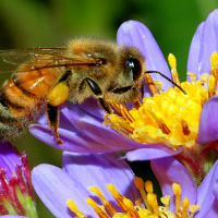 بعد از 59 سال از 8 گونه جدید زنبور عسل  رمز گشایی شد