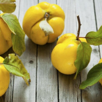 خواص میوه « بِه » برای سلامتی بدن / ترکیب جادویی بِه و عسل برای لطافت و درخشندگی پوست
