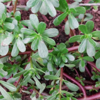 یک دنیا خاصیت در گیاه خرفه / از زیبایی تا درمان آپاندیس و هپاتیت