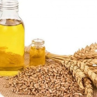 فواید شگفت انگیز روغن جوانه گندم و عسل برای زیبایی