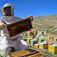 کوچ زنبورداران استان اردبیل از 7 تا 19 مهرماه ممنوع شد