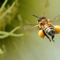 تبلیغات وسیع مصرف گرده های جمع آوری شده توسط زنبور عسل؛ باوری درست یا اشتباه ؟