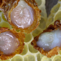 ویدیو :چگونگی تولید ژل رویال توسط زنبور عسل