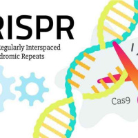 کاربرد فناوری CRISPR در اصلاح ژنتیکی زنبور عسل برای مقاومت در برابر بیماری‌ها