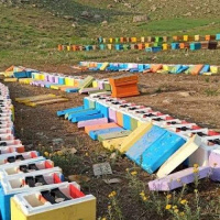 افزایش ۲۱ درصدی تولید عسل در گیلان / یک دستاورد بزرگ برای زنبورداری ایران