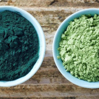 بررسی مکمل‌های تغذیه‌ای برای بهبود سلامت زنبورهای کارگر / نقش جلبک‌ها به‌عنوان منابع تغذیه‌ای پایدار