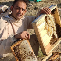برداشت ۶۰ تن عسل در شهرستان باشت کام زنبورداران را شیرین کرد