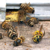 بالاترین میزان تلفات کلونی‌های زنبور عسل در ۱۴ سال گذشته