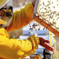 پیشرفت چشمگیر سرشماری کشاورزی در آذربایجان غربی / ثبت اطلاعات ۵۳۰۰ بهره‌بردار زنبور عسل