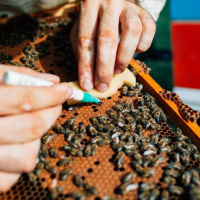بیوتکنولوژی و اصلاح نژاد زنبورها ؛ الگوهای ژنومی تمایز در بین جمعیت‌های تجاری زنبور عسل ایالات متحده