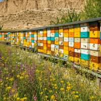 آذربایجان شرقی در صدر جدول زنبورداری کشور 