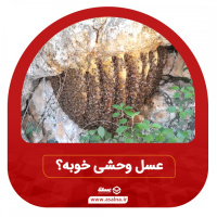 آیا می دانید خواص عسل وحشی در مقایسه با عسل پرورشی چیست؟