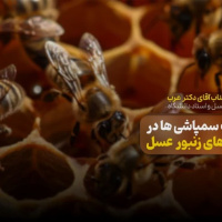 نقش مخرب سمپاشی‌ها در تلفات کلونی‌های زنبور عسل