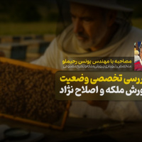 بررسی تخصصی وضعیت پرورش ملکه و اصلاح نژاد زنبورعسل در ایران