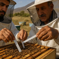«خط دفاعی پایدار» /  ارزیابی علمی نوارهای گلیسیرین–اگزالیک در کنترل آلودگی کلنی‌ها