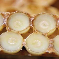 ژل رویال؛ ظرفیت اقتصادی کمتر دیده شده زنبورداری خراسان شمالی