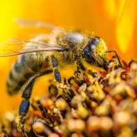 آیا زهر زنبور عسل خاصیت درمانی دارد ؟