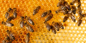 آیا می دانستید زنبورهای عسل در کندوهای دست ساز از سرمای زیاد رنج می برند