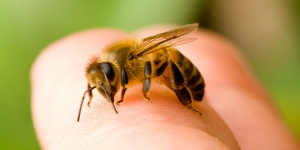 امگا 3 ؛ ناجی زنبورها از مسمومیت ناشی از آفت کش ها