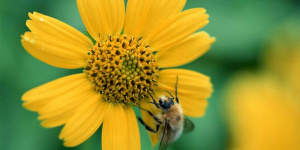 زنبورهای عسل چطور می فهمند که کدام گل ها گرده دارند؟
