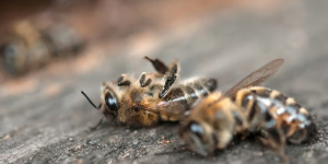 آیا می دانید قند طبیعی مانوز باعث مرگ زنبورهای عسل و تقویت شیمی درمانی می شود