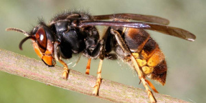 بیشتر بدانیم / نژادهای خطرناک زنبورها کدامند؟