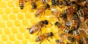 کاربرد ترفند افزایش عمر خودخواسته زنبور برای انسان ها