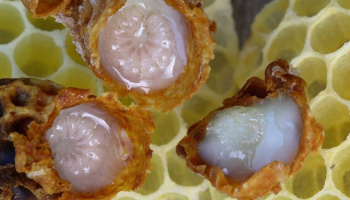 ویدیو :چگونگی تولید ژل رویال توسط زنبور عسل