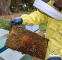 برداشت عسل در نیوزلند با نزدیک شدن به فصل بهار