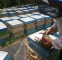 صنعت زنبورداری ایران نیازمند مطالبه گری است و از بیماری سکوت و بی تفاوتی رنج می برد